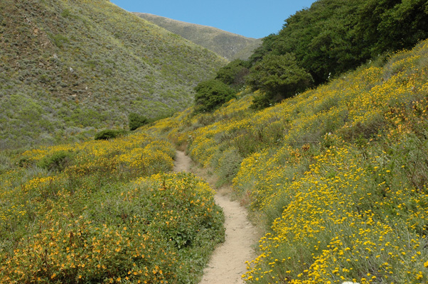 Soberanes Canyon 044.jpg